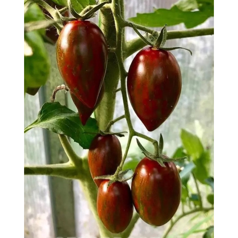 Tomato seeds Chocolate Fingers F1 5 pcs