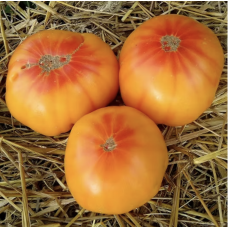 Apricot jam 15 us