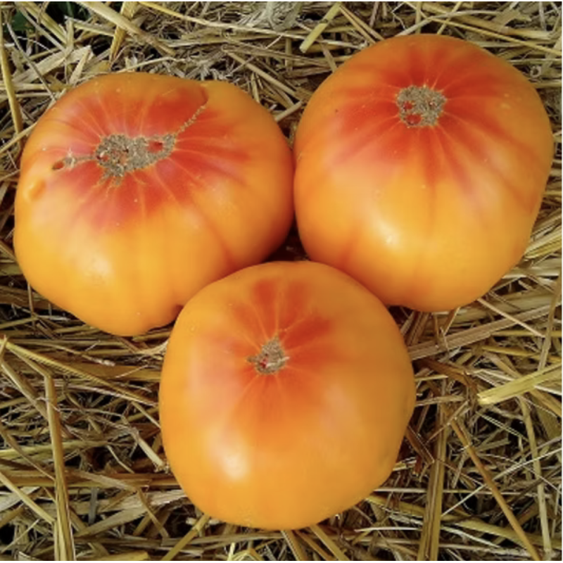 Apricot jam 15 us