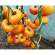 Apricot jam 15 us