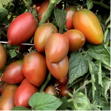 Tomato seeds Dwarf Almandine (Dwarf Almandine) 10 pcs
