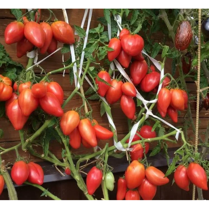 Tomato seeds Dwarf Desperado (Dwarf Desperado) 10 pcs