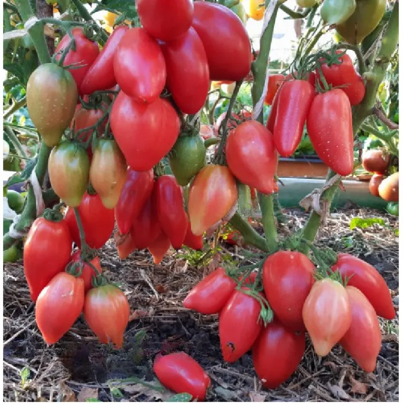 Tomato seeds Dwarf Desperado (Dwarf Desperado) 10 pcs