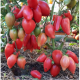 Tomato seeds Dwarf Desperado (Dwarf Desperado) 10 pcs