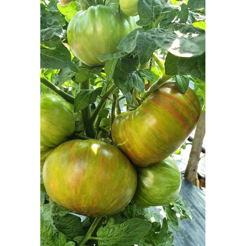 Dwarf Peppermint Stripes Tomato Seeds 10 pcs