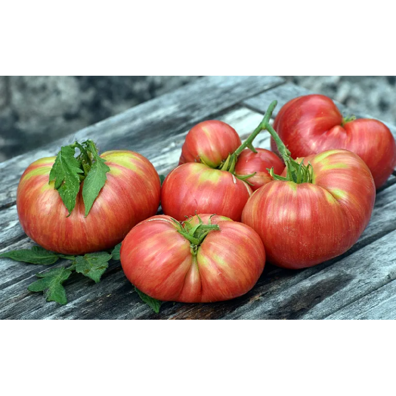 Dwarf Firebird Sweet tomato seeds (Dwarf Firebird Sweet) 10 pcs