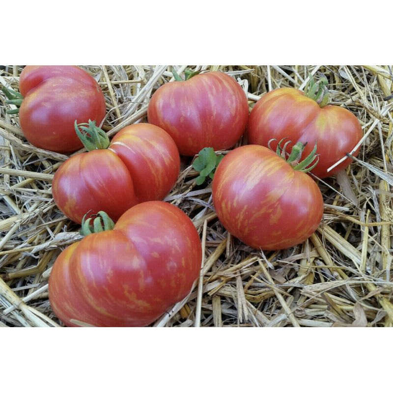 Dwarf Firebird Sweet tomato seeds (Dwarf Firebird Sweet) 10 pcs