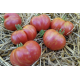 Dwarf Firebird Sweet tomato seeds (Dwarf Firebird Sweet) 10 pcs