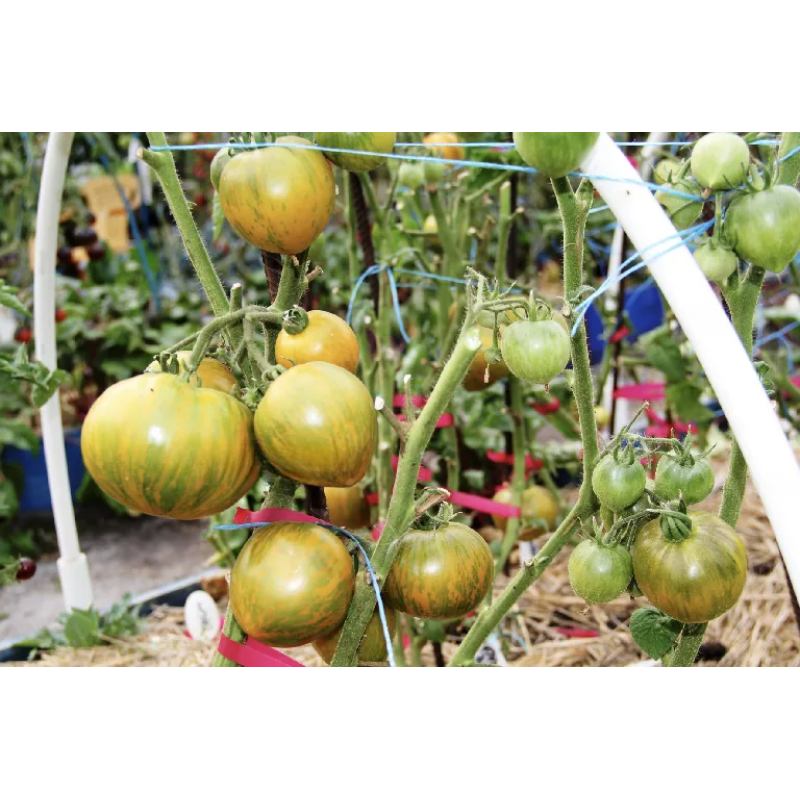 Tomato seeds Babylon's Glow Dwarf 10 pcs