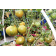 Tomato seeds Babylon's Glow Dwarf 10 pcs