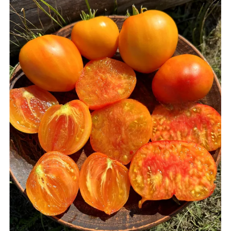 Dwarf Gloria's Treat Tomato Seeds 10 pcs
