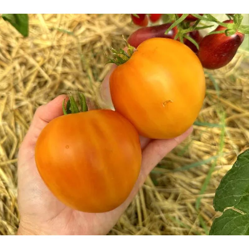 Dwarf Gloria's Treat Tomato Seeds 10 pcs