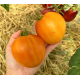 Dwarf Gloria's Treat Tomato Seeds 10 pcs