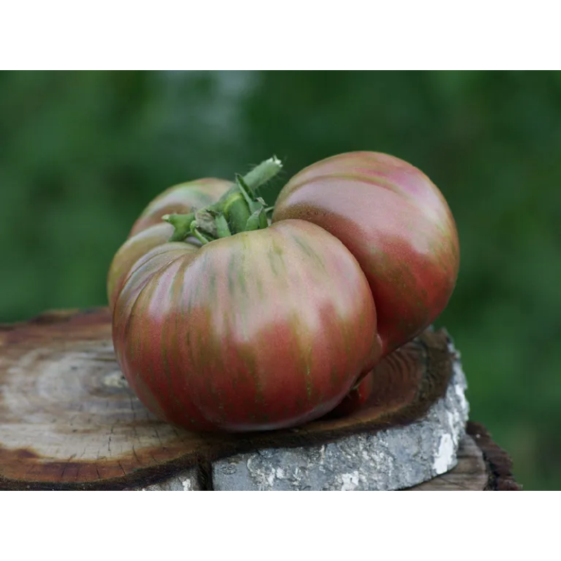 Tomato seeds Dwarf Adelaide Festival (Dwarf Adelaide Festival) 10 pcs