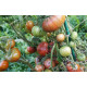 Tomato seeds Dwarf Adelaide Festival (Dwarf Adelaide Festival) 10 pcs