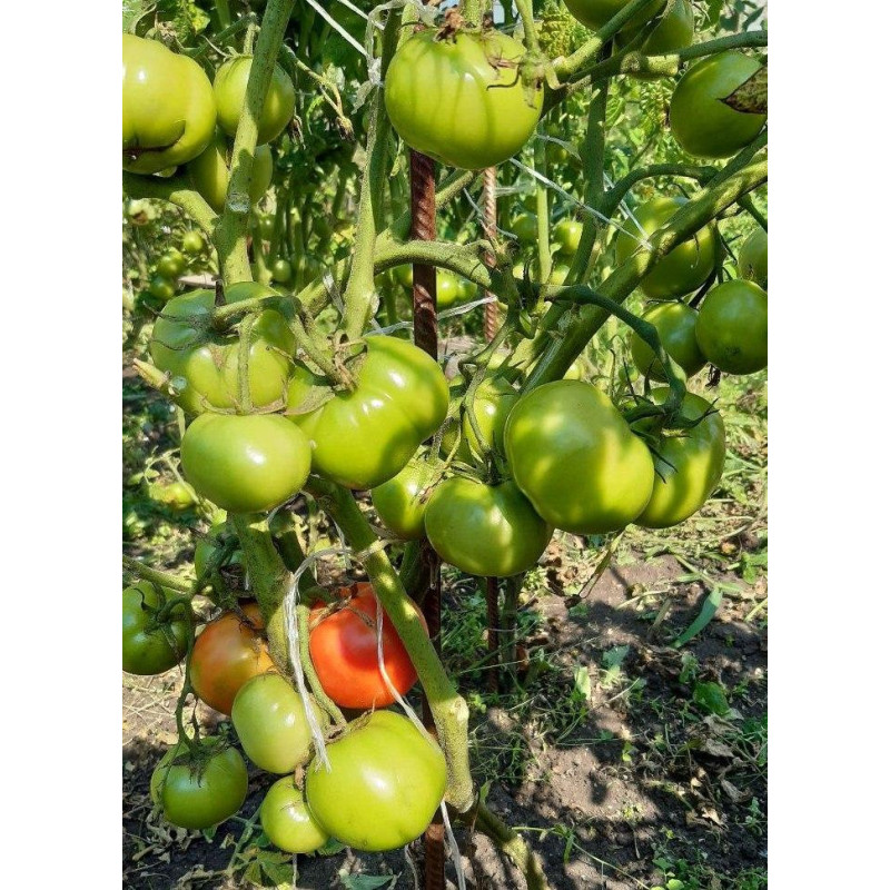 Dwarf Buddy’s Heart Tomato Seeds 10 pcs