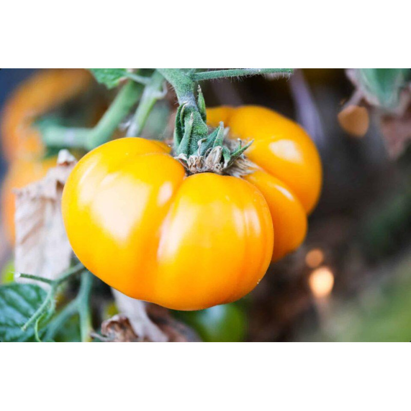 Dwarf Lucky Swirl Tomato Seeds 10 pcs