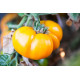 Dwarf Lucky Swirl Tomato Seeds 10 pcs