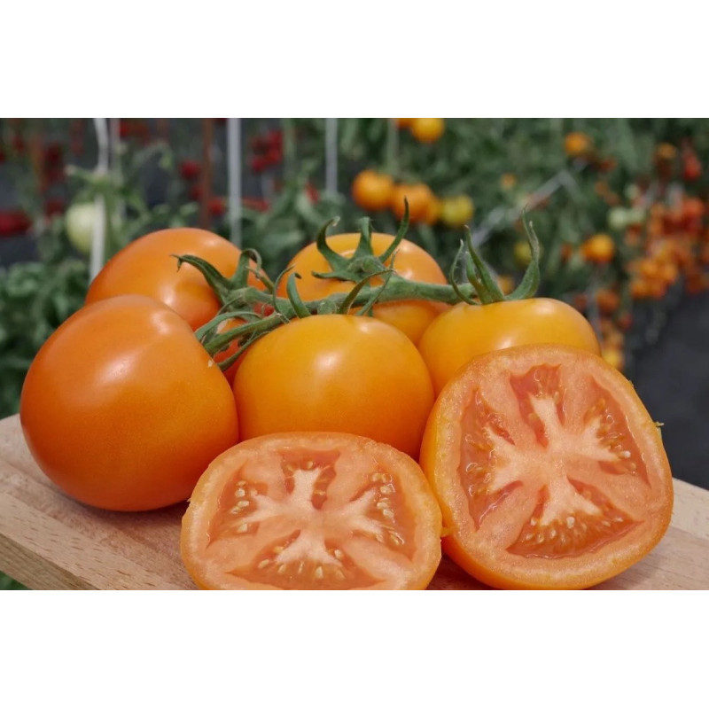 Tomato seeds Favoritka F1 10 pcs
