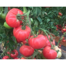Tomato seeds Familia F1 10 pcs