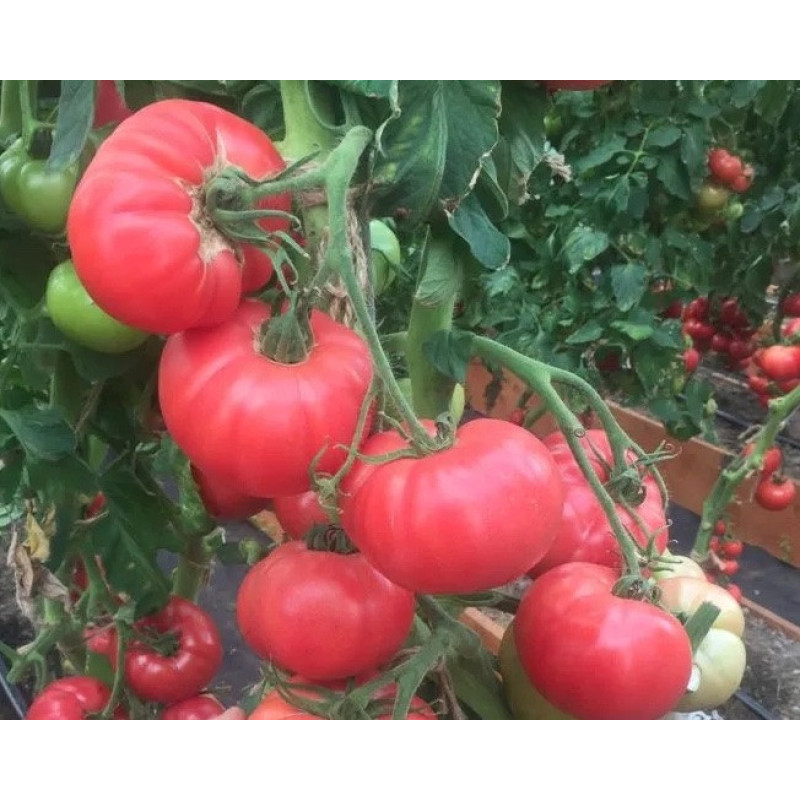Tomato seeds Familia F1 10 pcs