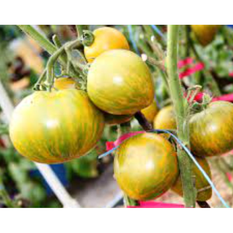 Dwarf Babylon Glow tomato seeds 10 pcs