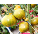 Dwarf Babylon Glow tomato seeds 10 pcs