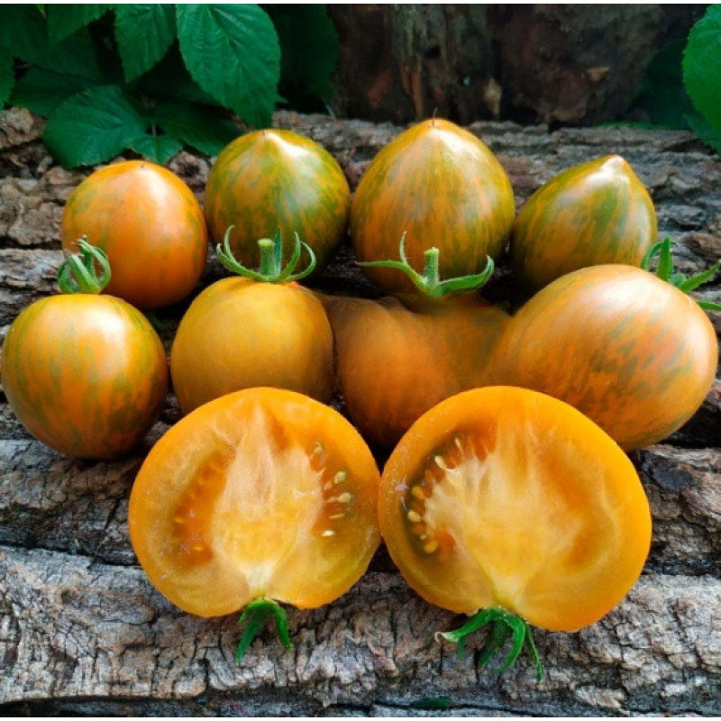 Dwarf Babylon Glow tomato seeds 10 pcs