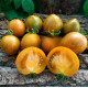 Dwarf Babylon Glow tomato seeds 10 pcs