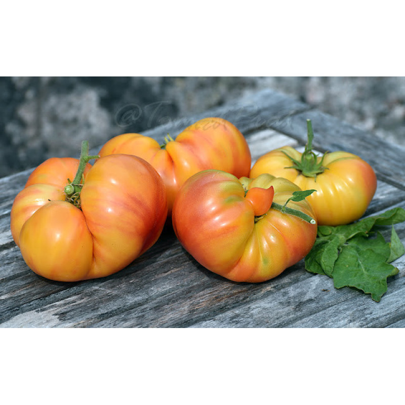 Dwarf Caitydid tomato seeds 10 pcs