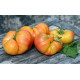 Dwarf Caitydid tomato seeds 10 pcs