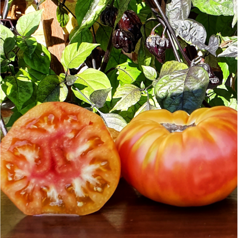 Dwarf Caitydid tomato seeds 10 pcs