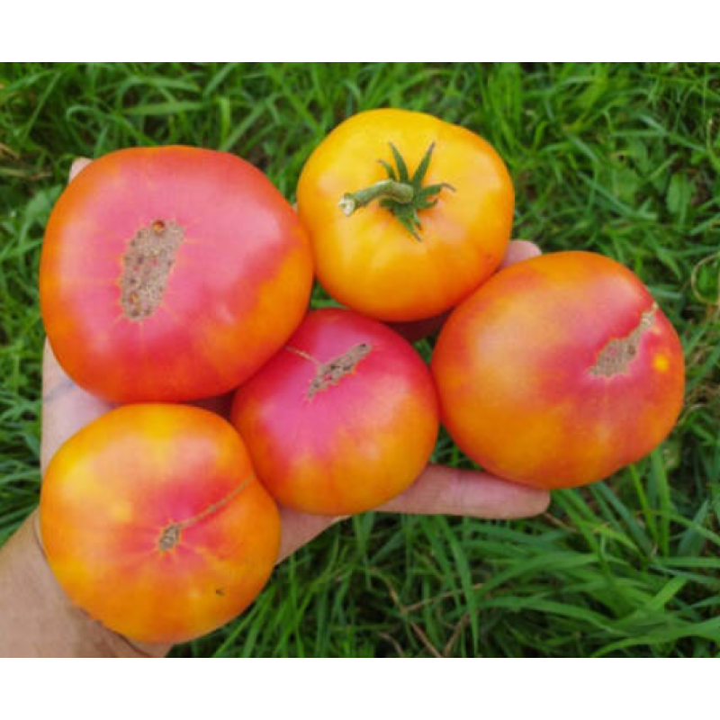 Dwarf Caitydid tomato seeds 10 pcs