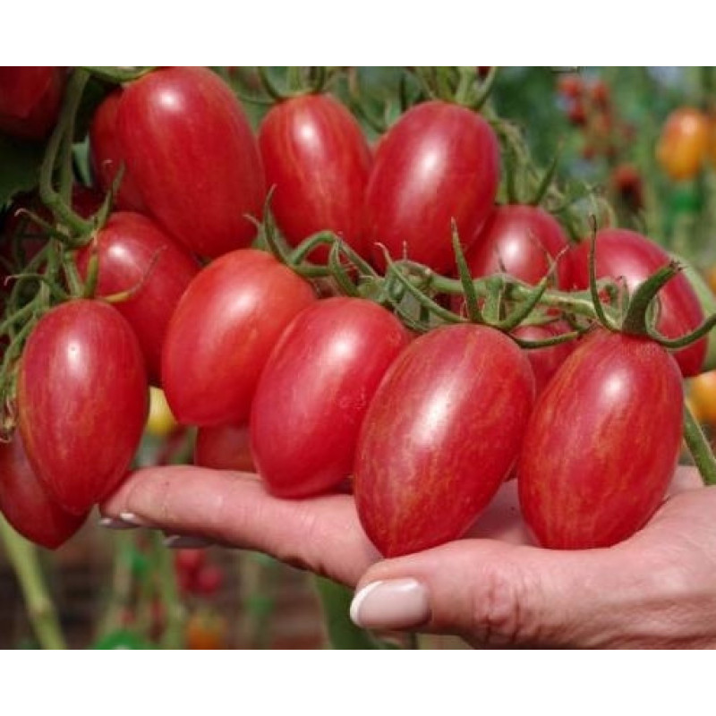 Tomato seeds Piknik F1 500 seeds