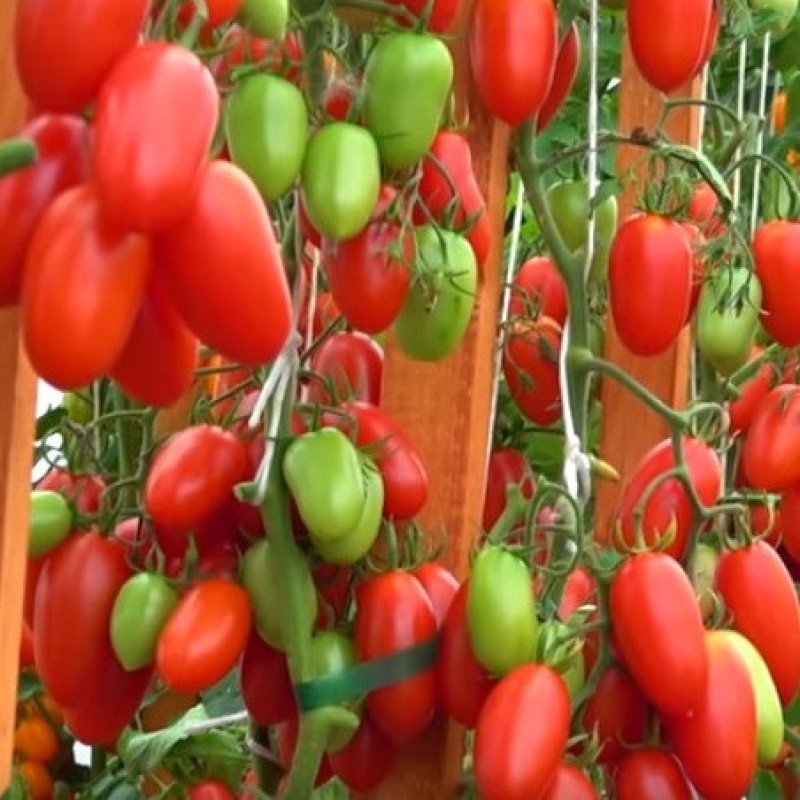 Tomato seeds Dzhek Pot F1 50 seeds