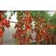 Tomato seeds Dzhek Pot F1 50 seeds