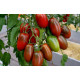 Tomato seeds Chornyi voron F1 500 seeds