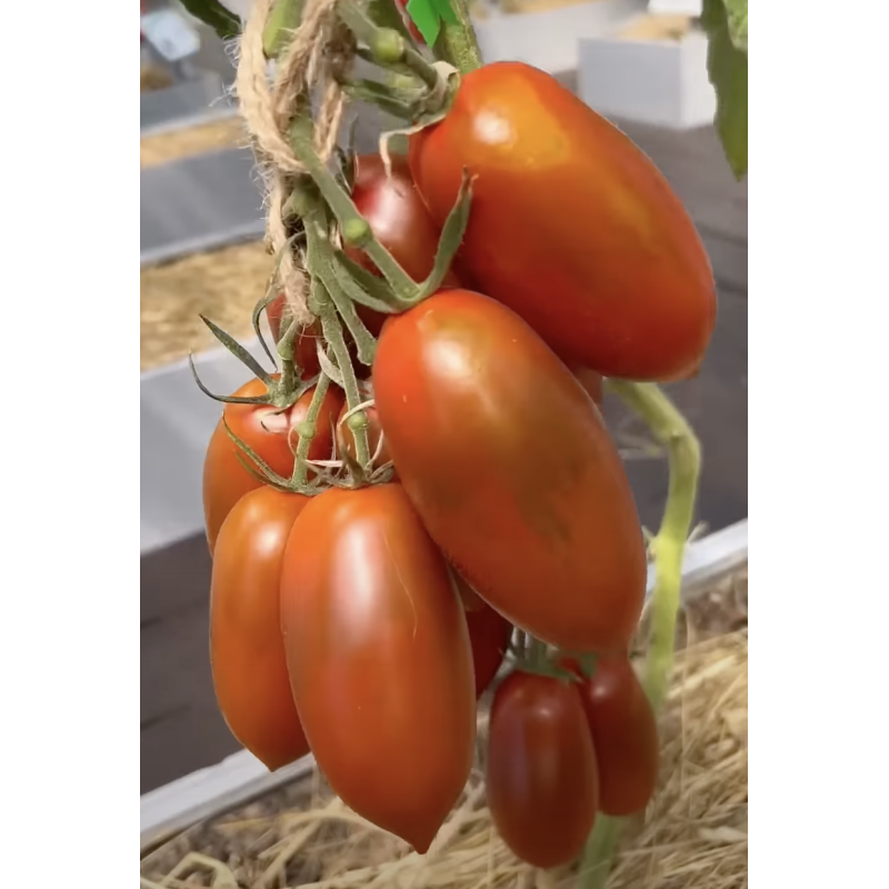 Tomato seeds Chornyi voron F1 500 seeds