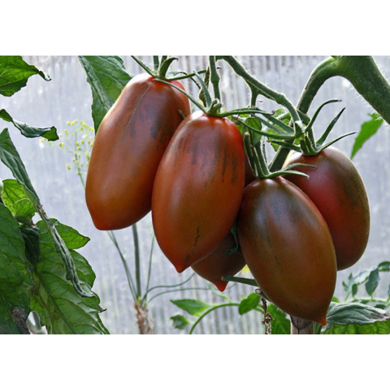 Tomato seeds Chornyi voron F1 500 seeds