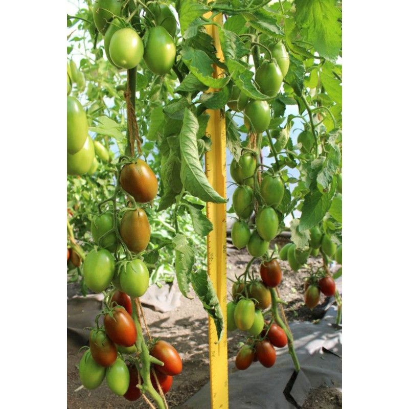 Tomato seeds Chornyi voron F1 500 seeds