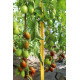 Tomato seeds Chornyi voron F1 500 seeds