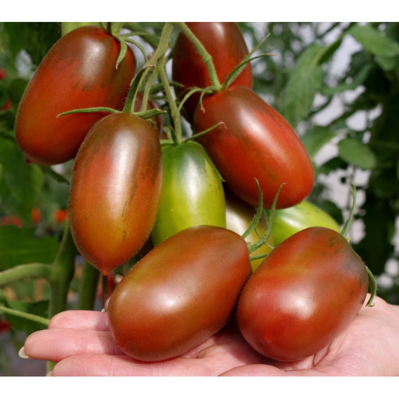 Tomato seeds Chornyi voron F1 500 seeds