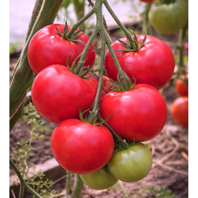 Tomato seeds Faust F1 10 seeds