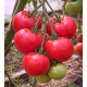 Tomato seeds Faust F1 10 seeds