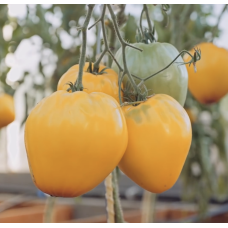 Tomato seeds Zhyzel F1 50 seeds