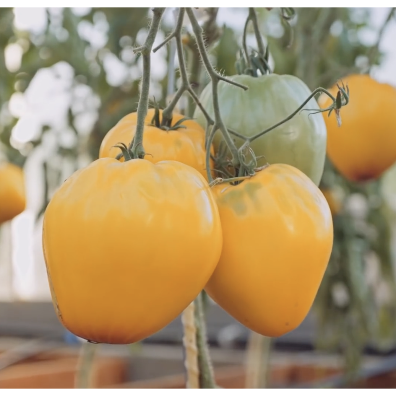 Tomato seeds Zhyzel F1 50 seeds