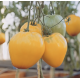 Tomato seeds Zhyzel F1 50 seeds
