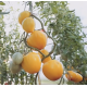 Tomato seeds Zhyzel F1 50 seeds