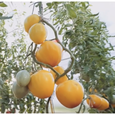 Tomato seeds Zhyzel F1 500 seeds