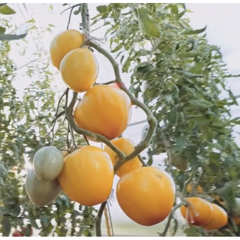 Tomato seeds Zhyzel F1 500 seeds